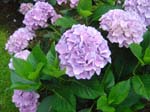 hydrangea'Ailsa's_Smooth'