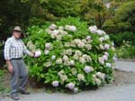 hydrangea'Ayesha'