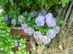 hydrangea'Mokau_Blue'_Mokau1