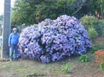 hydrangea'Monstrosa_2'