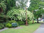 hydrangea'PeeGee'_