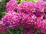 hydrangea'Riverton_Red_River