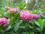 hydrangea'Strafford'_