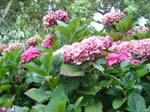 hydrangea'Strafford'_CC_Bot_Ga