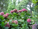 hydrangea'Todi'_