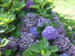 hydrangea'Waihi_Mahogany_Stem