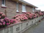 hydrangea.Oamaru_Roadside2