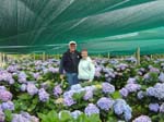 hydrangeaAilsa_Mal_Colac_Ba