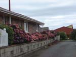 hydrangeaOamaru_Roadside1