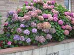 hydrangeaOamaru_Roadside3