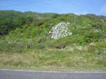 hydrangeaPaparoa_Roadside5