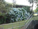hydrangeaRed_Beach