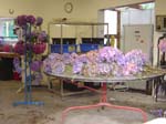 hydrangeaSorting_Table_