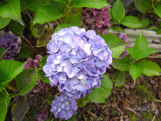 Hydrangea macrophylla  'Colonel Durham' 