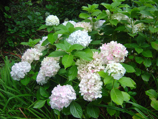 Hydrangea macrophylla  'Cream Princess'
