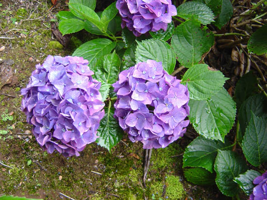 Hydrangea macrophylla  'Emotion' 