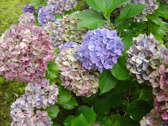 Hydrangea macrophylla  'Flambard' 