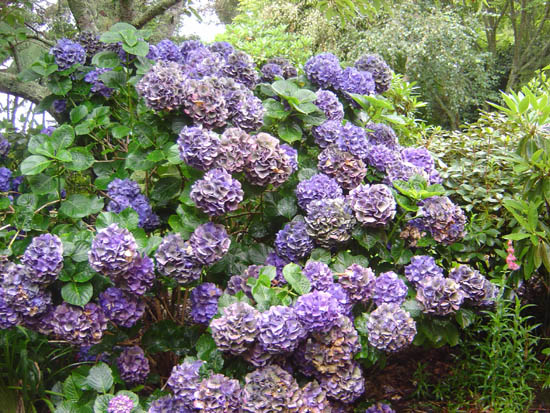 Hydrangea macrophylla  'Merrit's Supreme' JPG