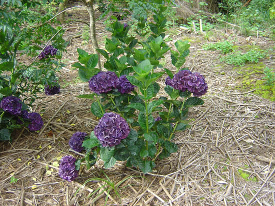 Hydrangea macrophylla  'Merveille Sanguine' 