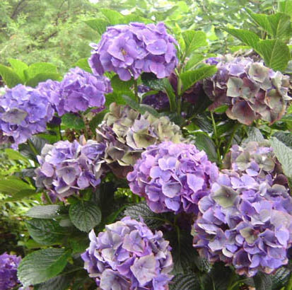 Hydrangea macrophylla  'Mme Baardse' 