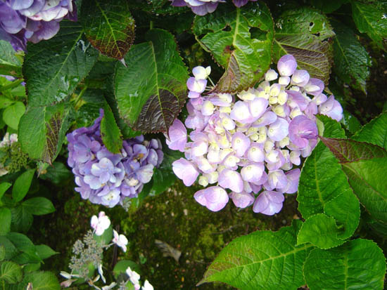 Hydrangea macrophylla  'Mme Cayieux' 