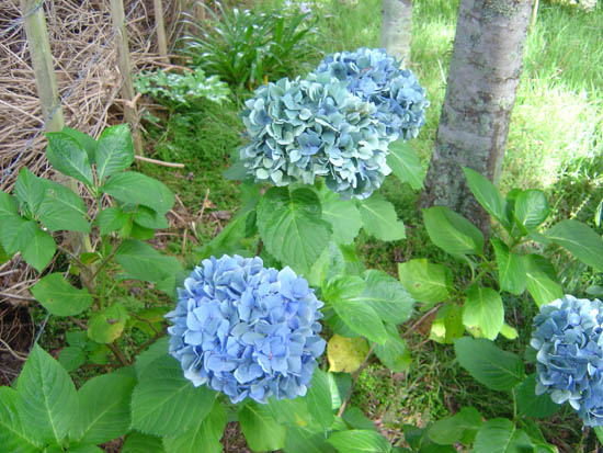 Hydrangea macrophylla  'Mrs. Hepburn' 