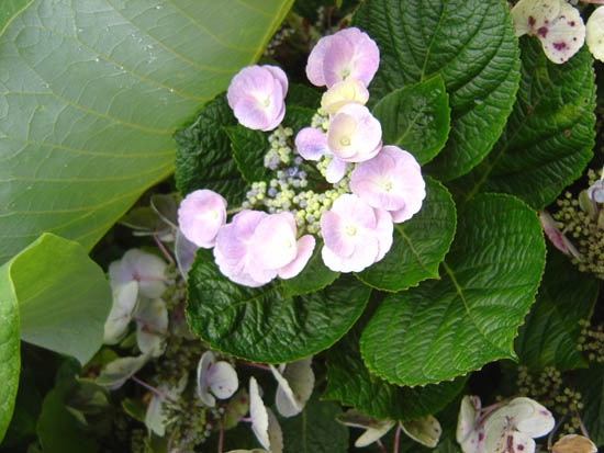 Hydrangea macrophylla  'Muche' 