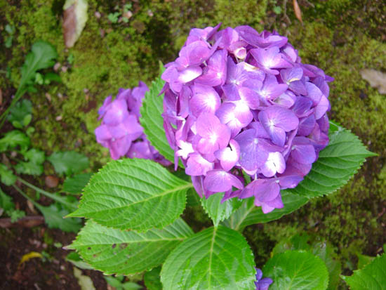 Hydrangea macrophylla  'Rochambeau' 
