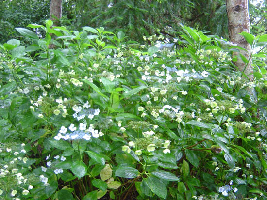 Hydrangea macrophylla  'Seafoam' 