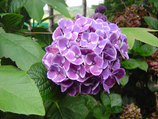 Hydrangea macrophylla  'Sensation 75' 