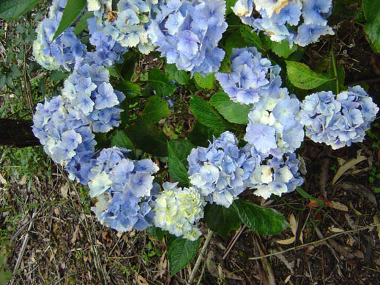 Hydrangea macrophylla  'Tosca' 