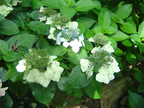 Hydrangea macrophylla  'Veitchii' 