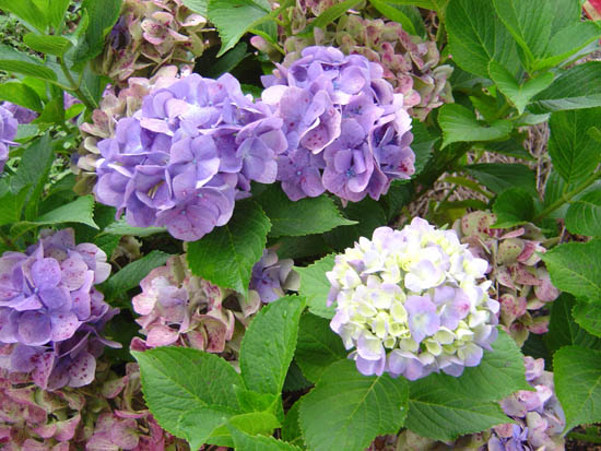 Hydrangea macrophylla  'Viking' 