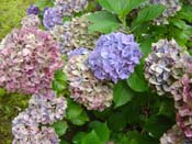 hydrangea