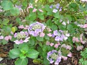 hydrangea