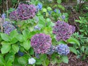 hydrangea