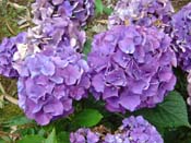 hydrangea