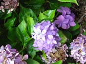hydrangea
