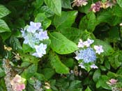 hydrangea