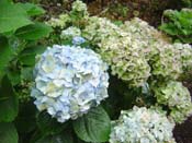 hydrangea
