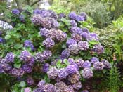 hydrangea