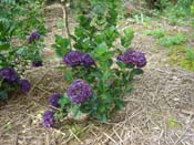 hydrangea