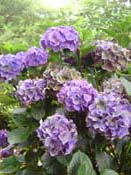 hydrangea