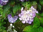 hydrangea