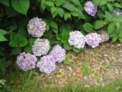 hydrangea