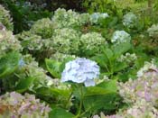 hydrangea