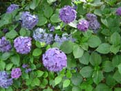 hydrangea