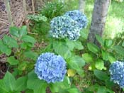 hydrangea