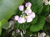 hydrangea