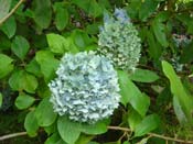 hydrangea